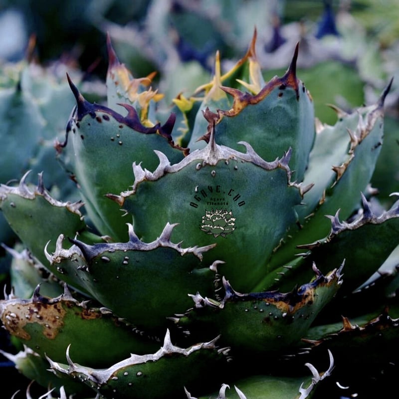 Agave titanota,fo222 | ever_plants