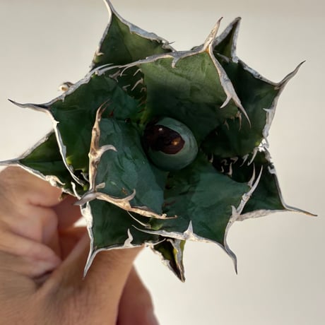 【特別SALE中】BLJ産　Agave titanota"黒犀牛