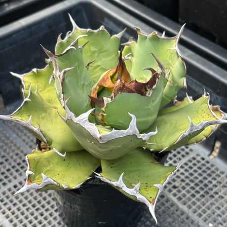 Agave titanota"姫厳竜　9F213