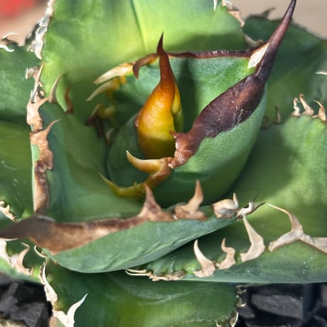 Agave titanota"Dennis051