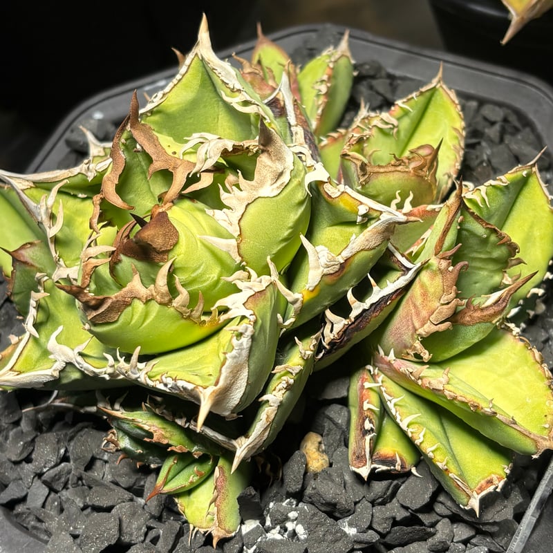 特別SALE中】Agave titanota