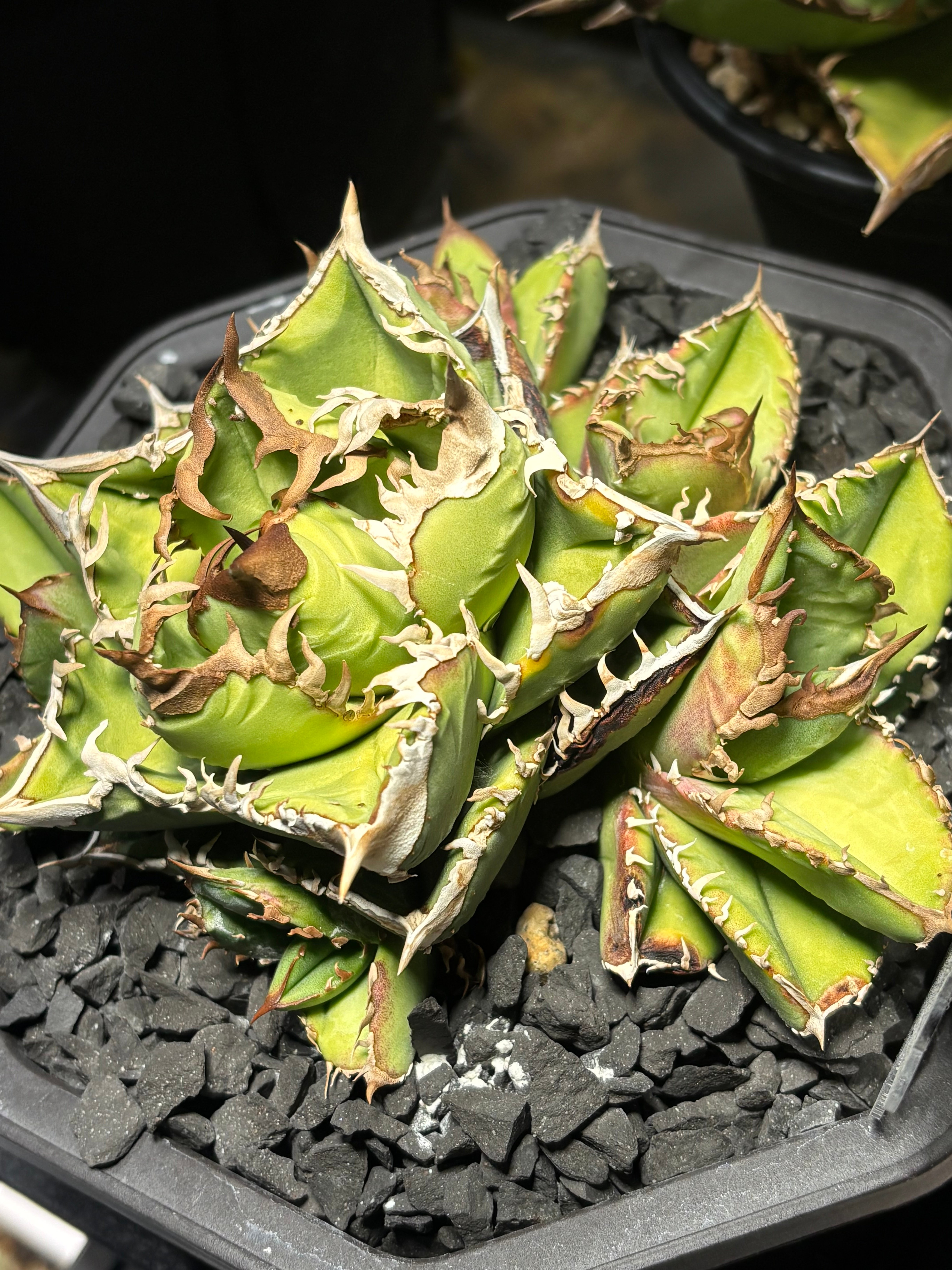 アガベ　agave 毒蛇 特別SALE中】Agave titanota