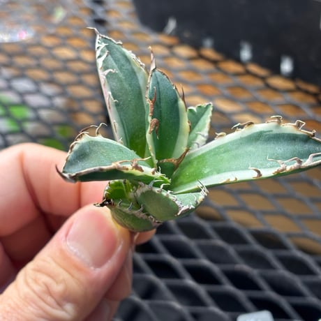 【Berlin産】Agave titanota"caesar白覆輪1