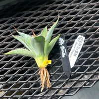 【特別SALE中】Berlin産　Agave 妖炎×蕾絲