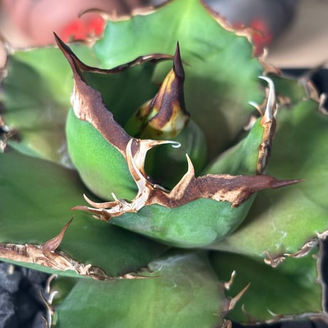 Agave titanota"狂鬥牛