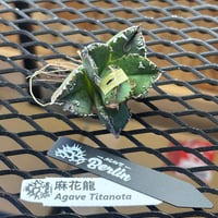 【Berlin産】Agave titanota"麻花龍1