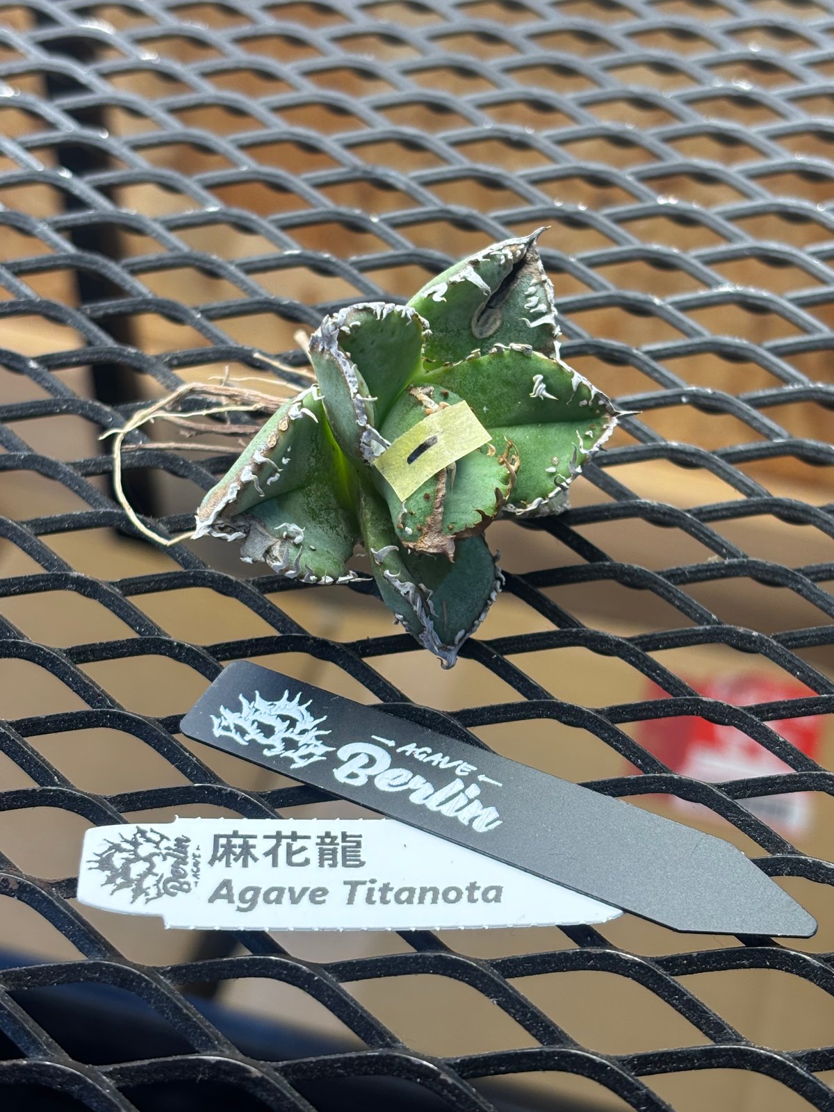 アガベ 麻花龍 berlin産 Berlin産】Agave titanota