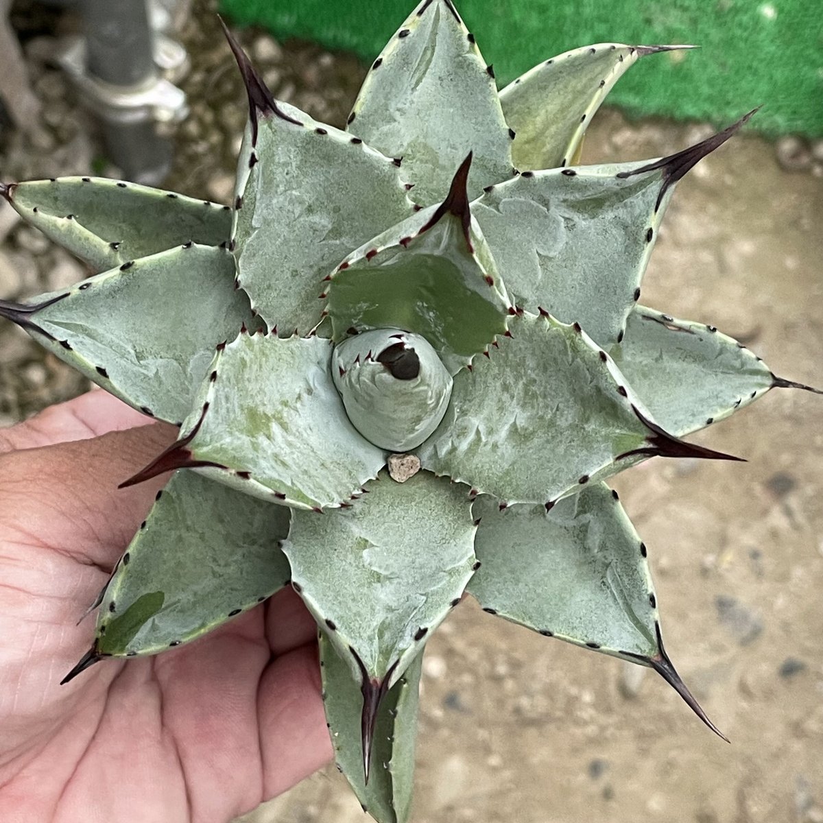 早い者勝ち Dragon eight (Agave hybrid) ドラゴンエイト胴切り子株