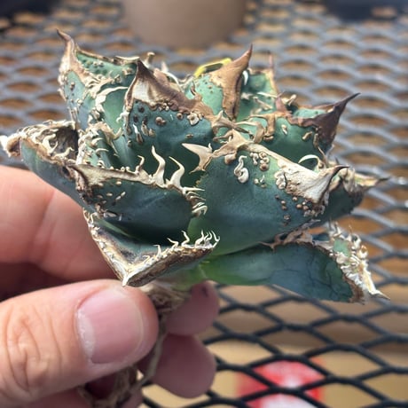 【特別SALE】BLJ産　Agave titanota"麻花龍3