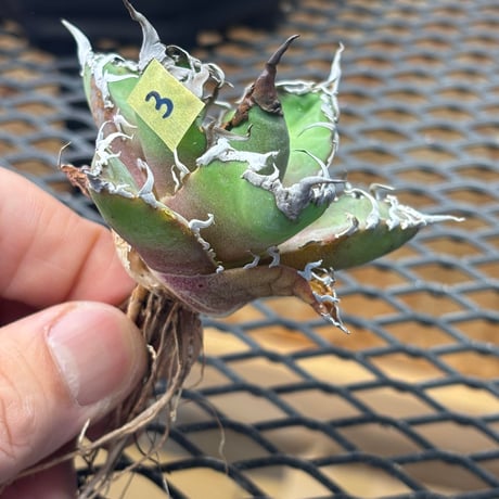 【特別SALE中】Berlin産　Agave titanota" caesar3