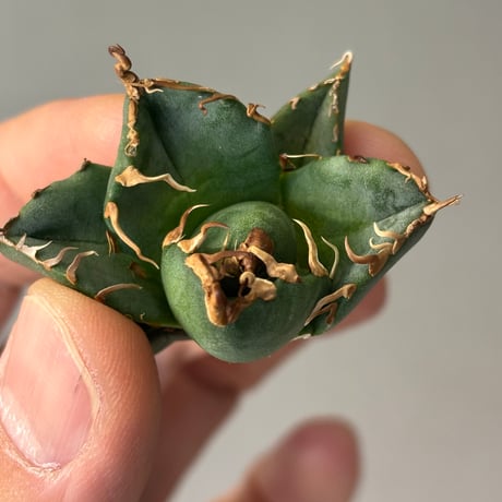Agave titanota" 魔丸3700