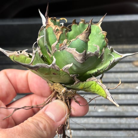 アガベハデス | STORES