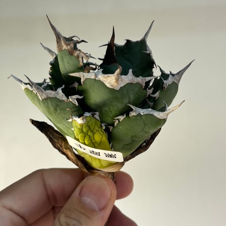 【特別SALE中】BLJ産　Agave titanota"黒犀牛