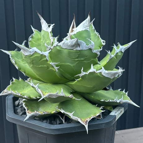 Agave titanota"大白火焔