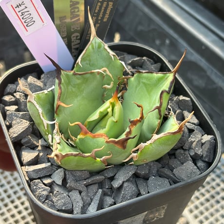 ever_plants