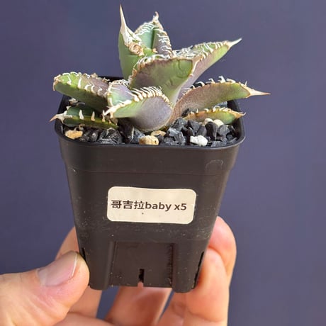【特別SALE中】Agave titanota"GODZILLA