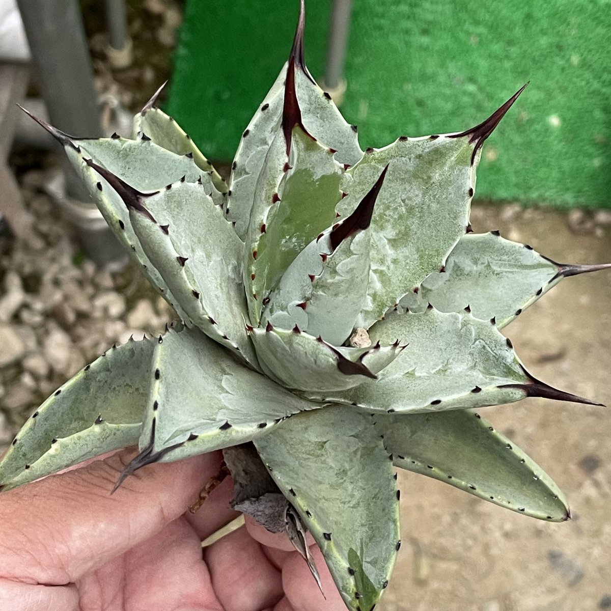 Agave hybrid dragontoes× macroacanthaドラゴンエイト237...