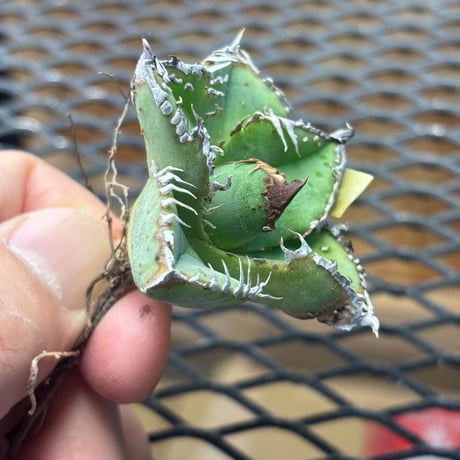 【Berlin産】Agave titanota"麻花龍2