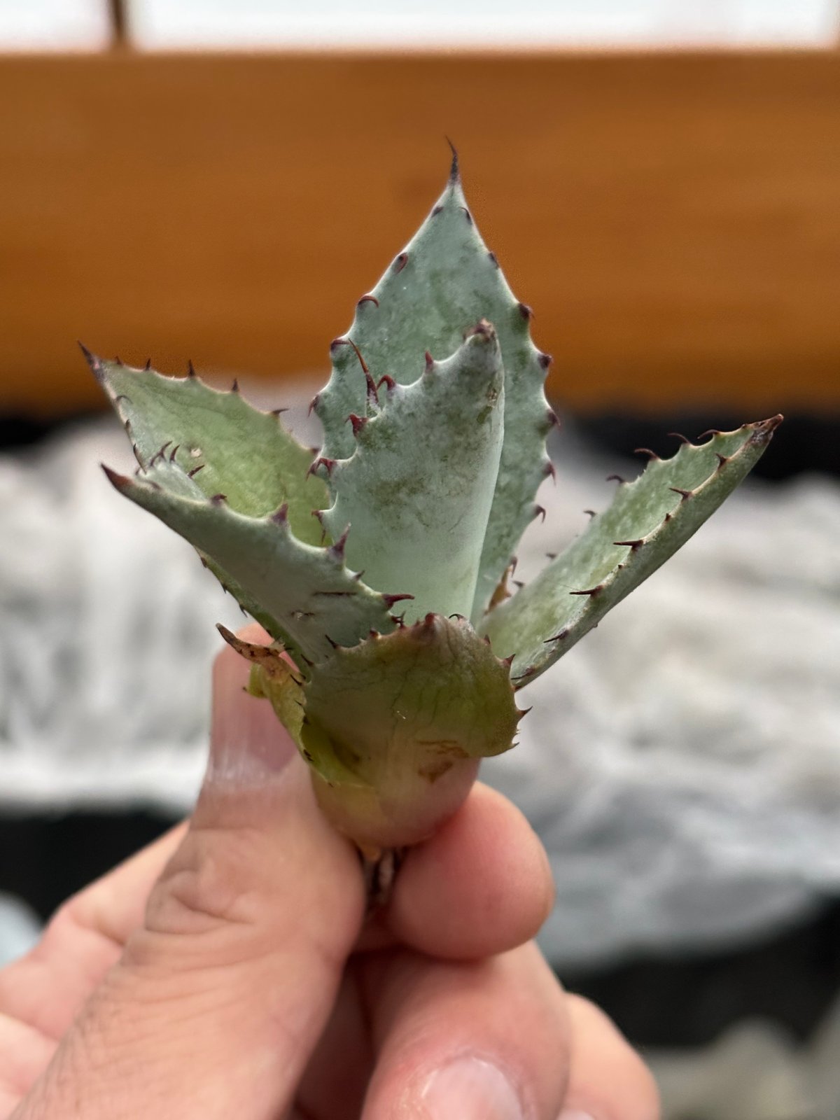 Agave hybrid(甲蟹×雷神)×屈原の舞扇 | ever_plants