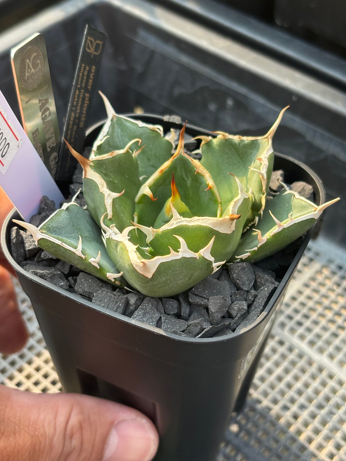 ノヴァエルメス　アガベ　オテロイ　チタノタ　コンパクト ノヴァエルメス アガベ オテロイ チタノタ コンパクト