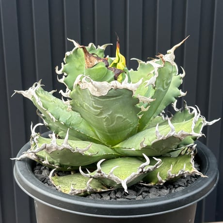 Agave titanota"狂雨