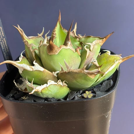 【特別SALE中】GALAXY産　Agave titanota"Griffin（5-91GS6）