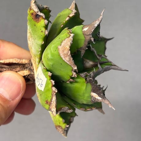 Agave titanota"白火焔（A056）