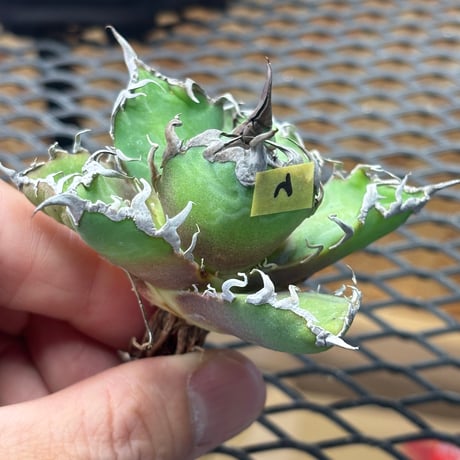 【特別SALE中】Berlin産　Agave titanota" caesar2
