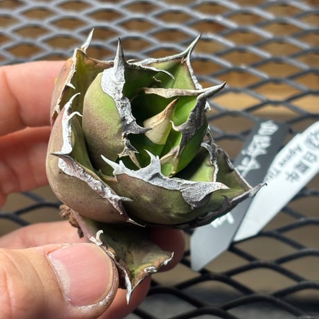 【特別SALE中】Berlin産　Agave titanota"白犀牛1