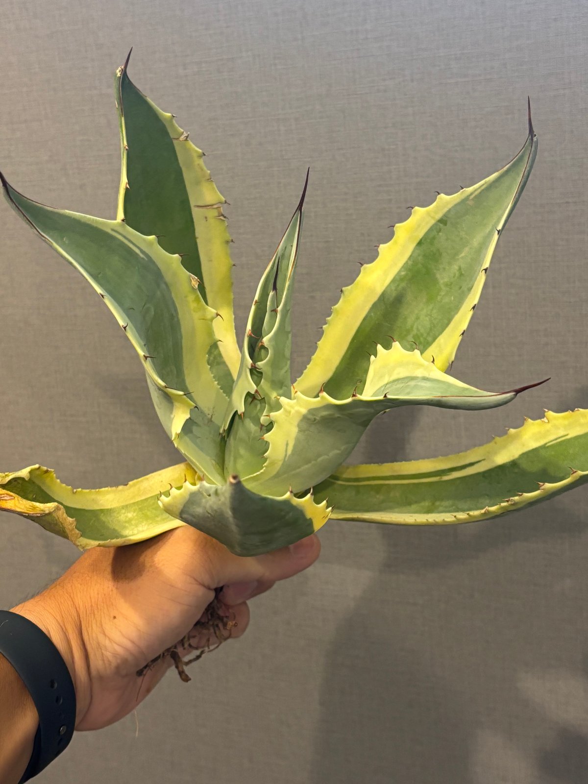 ウ*ニ様 アガべ 'オルカ' AGAVE OVATIFOLIA 'ORCA' Ovatifolia