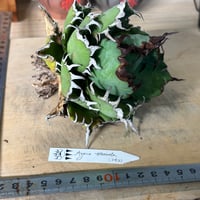 Agave titanota"Dennis042
