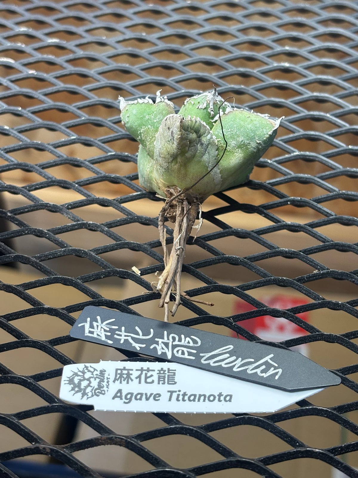 Berlin産】Agave titanota