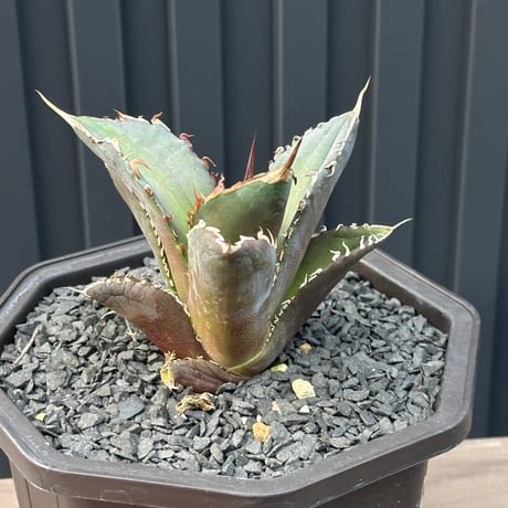 Agave titanota"大鋼牙　子株1092