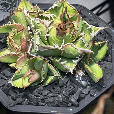 【特別SALE中】Agave titanota"毒蛇