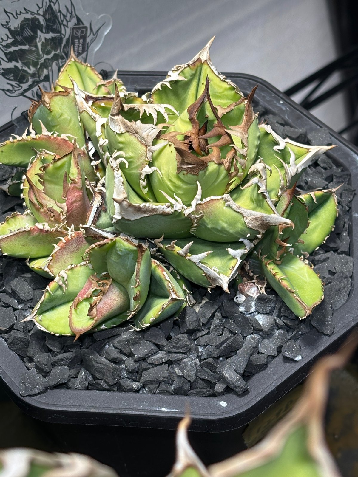 特別SALE中】Agave titanota
