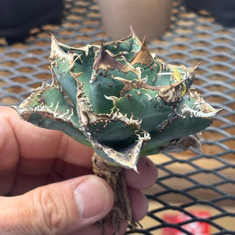 【特別SALE】BLJ産　Agave titanota"麻花龍3