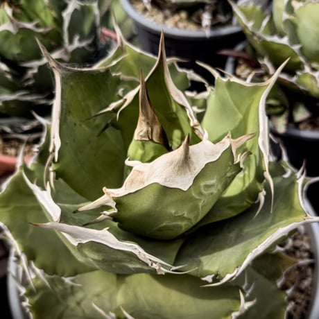 【特別SALE中】GALAXY産　Agave titanota"Griffin（5-91GS6）