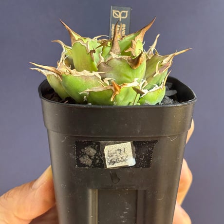 【特別SALE中】GALAXY産　Agave titanota"Griffin（5-91GS6）