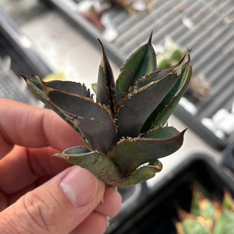 【特別SALE中】GALAXY産　Agave titanota"AG007（7-191-2）