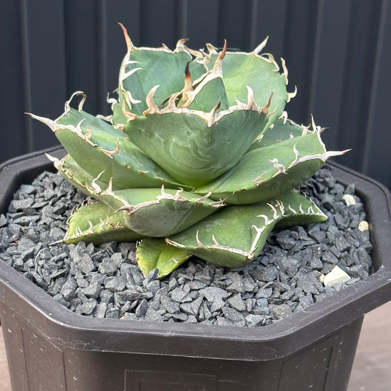 Agave titanota