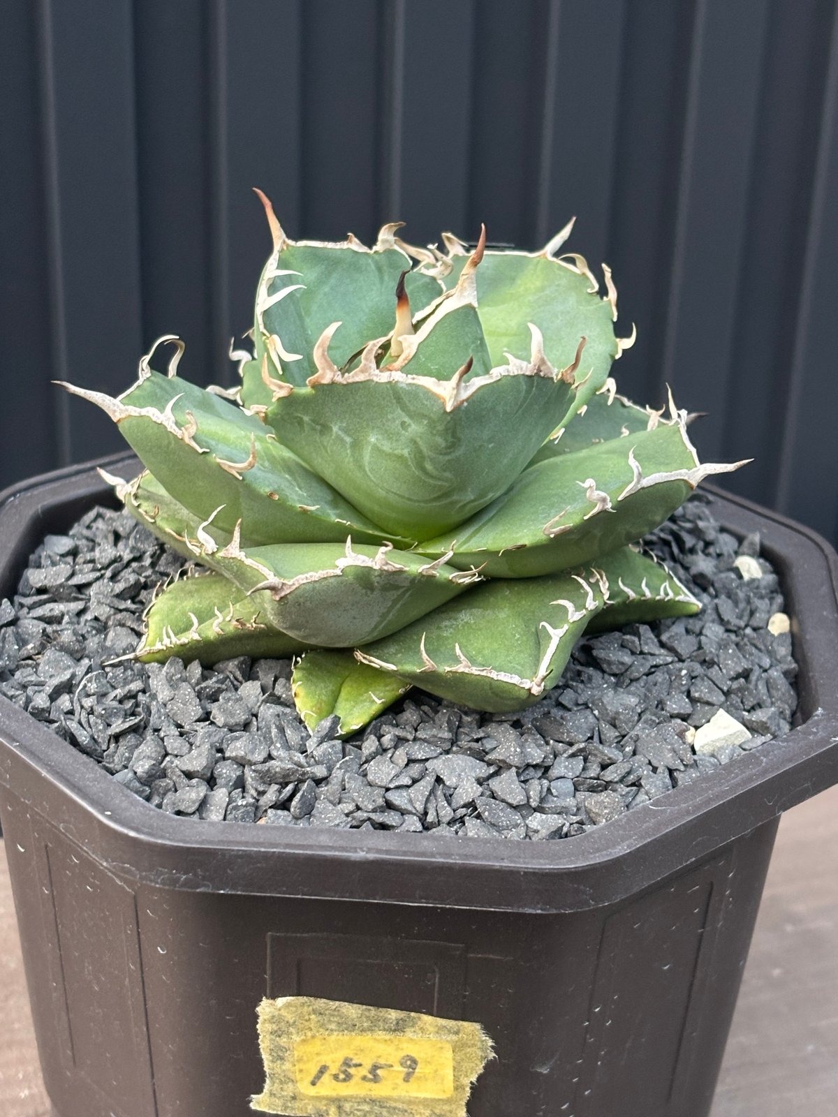 Agave titanota