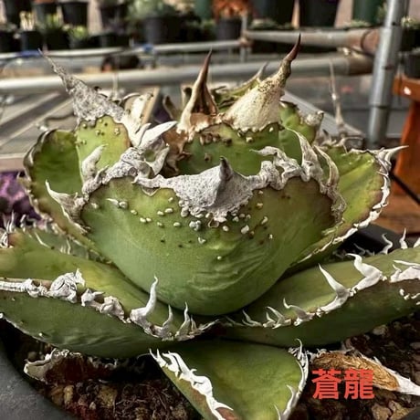 CATEGORY アガベ | ever_plants