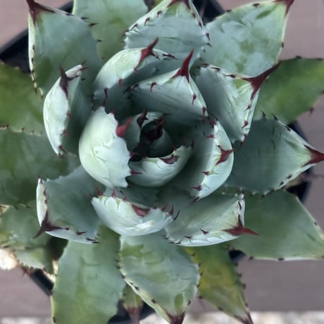Agave hybrid macroacantha×isthmensis
