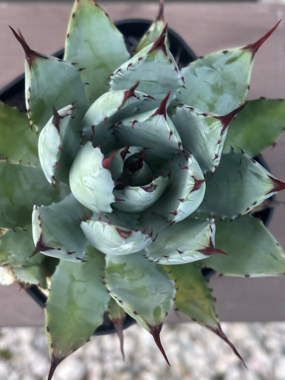 Agave hybrid macroacantha×isthmensis | ever_plants