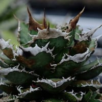 【特別SALE中】Berlin産　Agave titanota"麒麟2