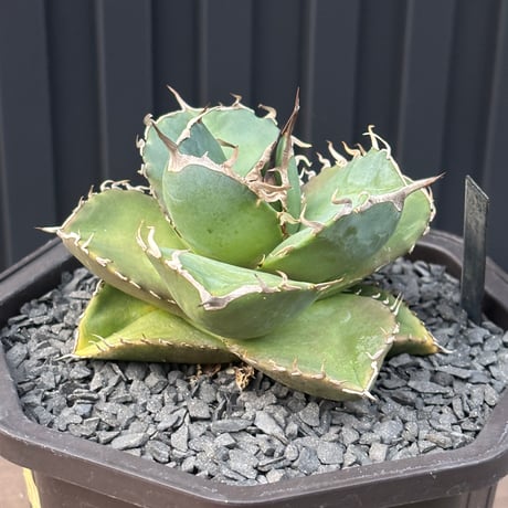 Agave titanota"no name 1561
