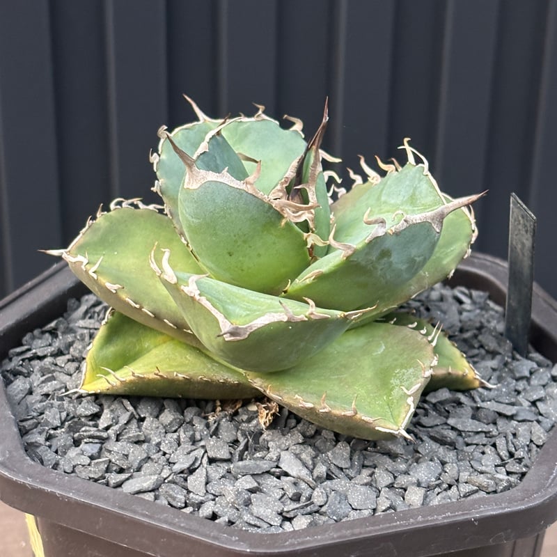 Agave titanota