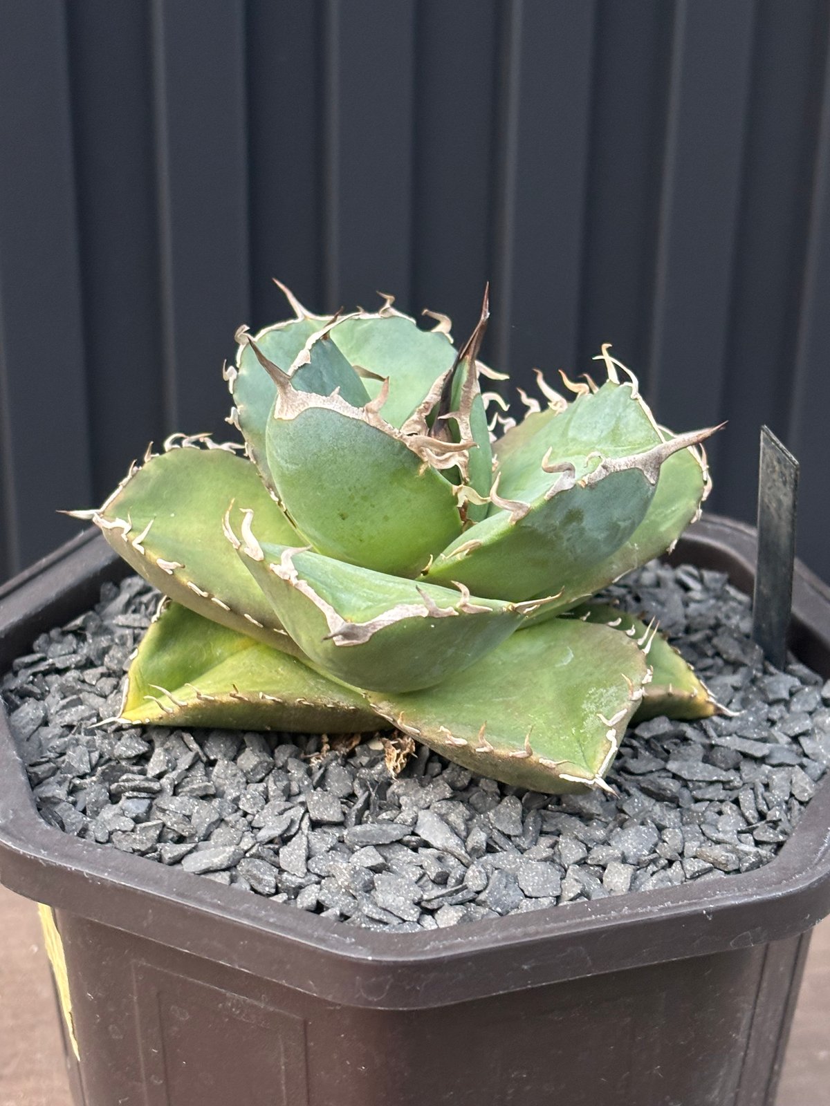 Agave titanota