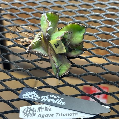 Berlin産　Agave titanota"胖鯨2