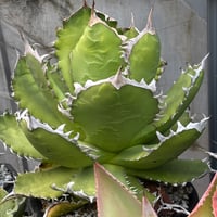 Agave titanota"大鋼牙　子株1092